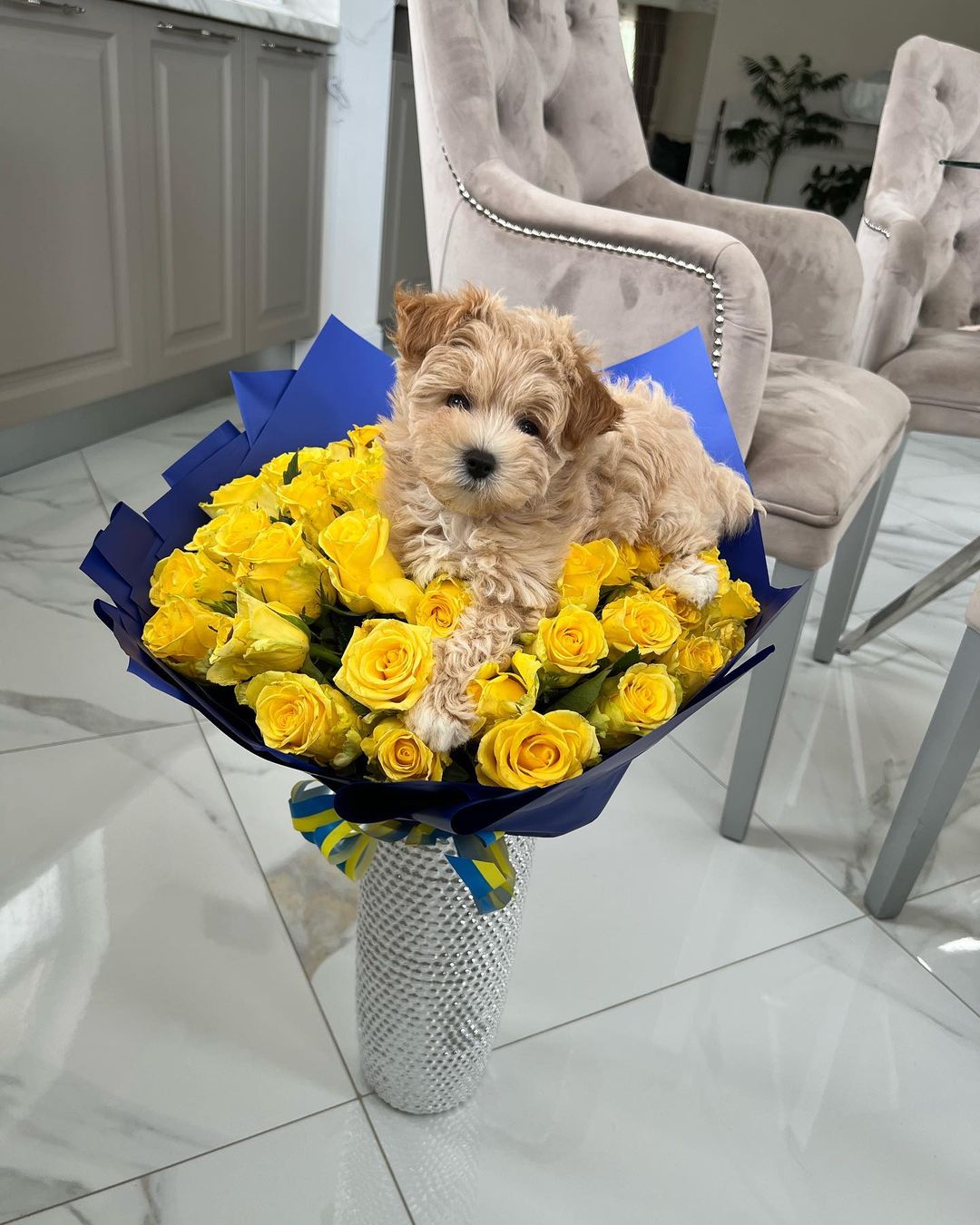 Teacup Maltipoo For Sale  Near Me 