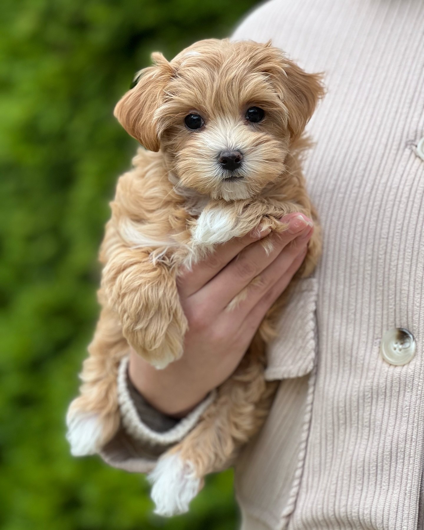 Teacup Maltipoo For Sale Near Me 