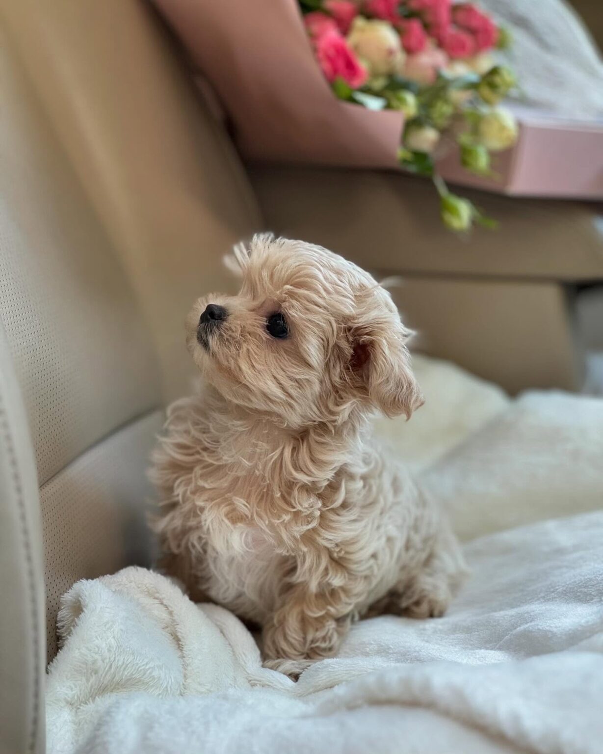 Teacup Maltipoo For Sale