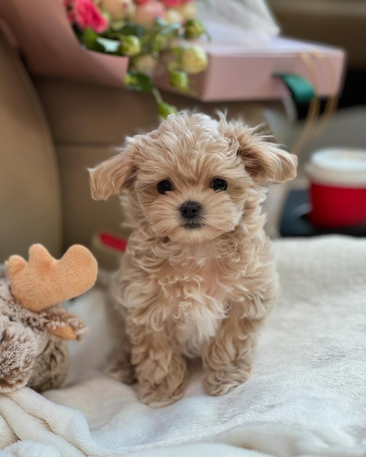Teacup Maltipoo For Sale
