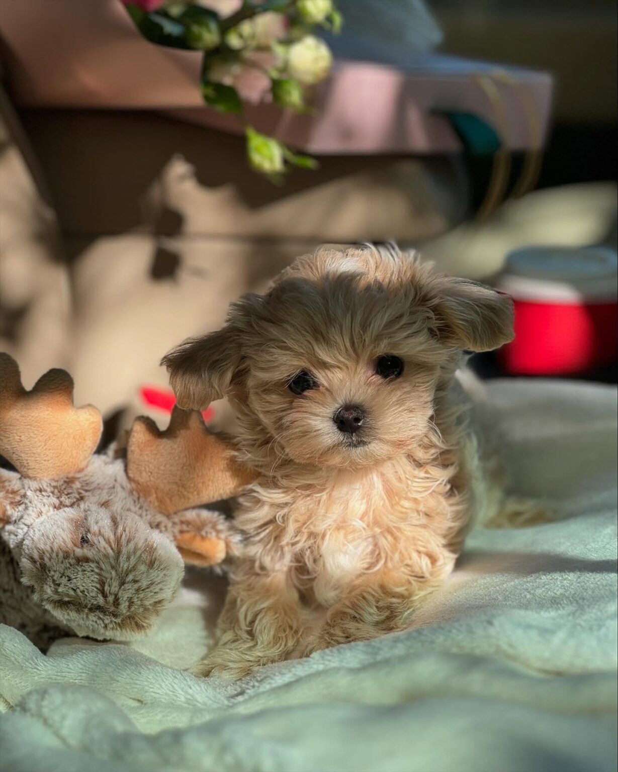 Teacup Maltipoo For Sale