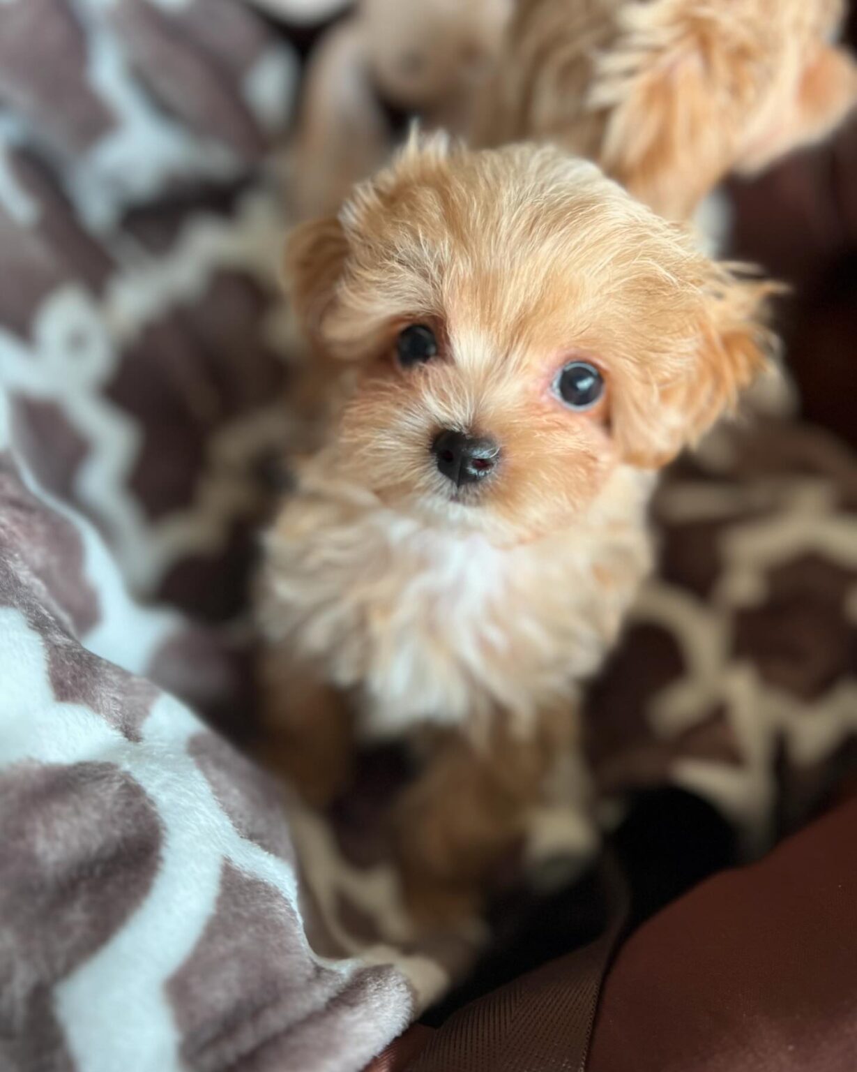 Teacup Maltipoo For Sale