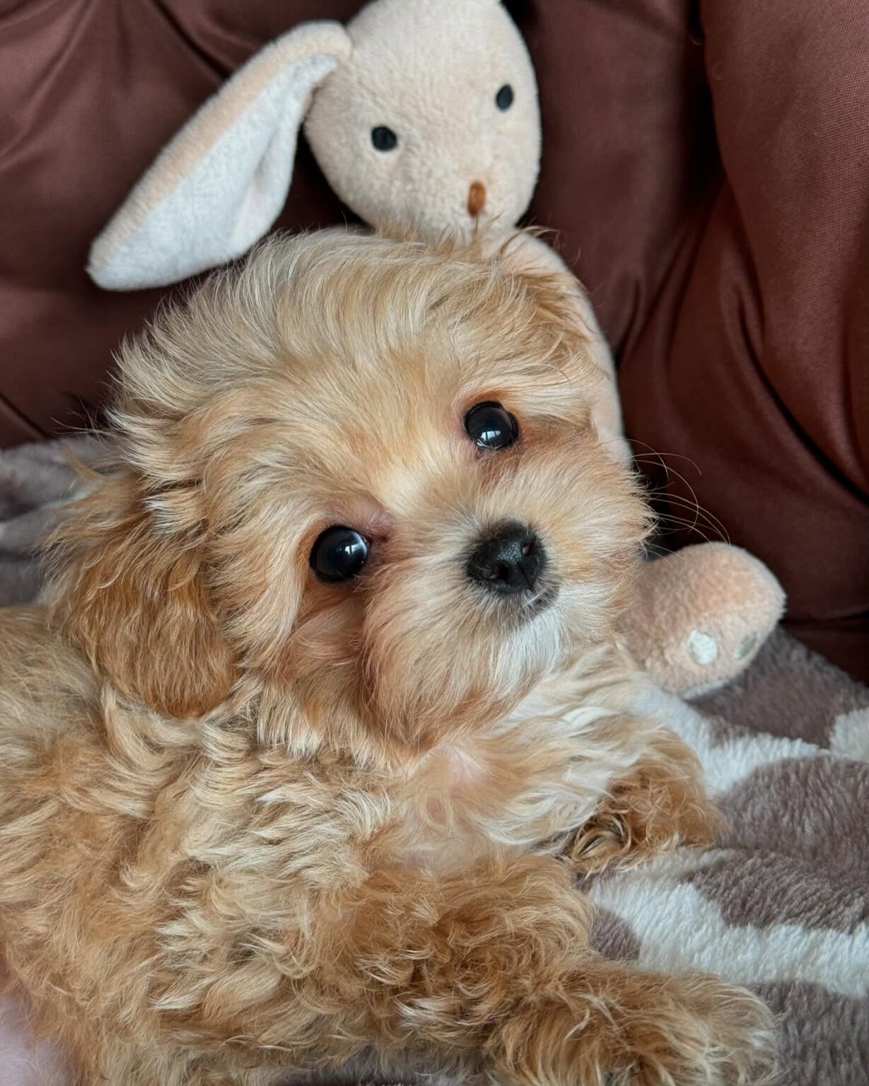Teacup Maltipoo For Sale