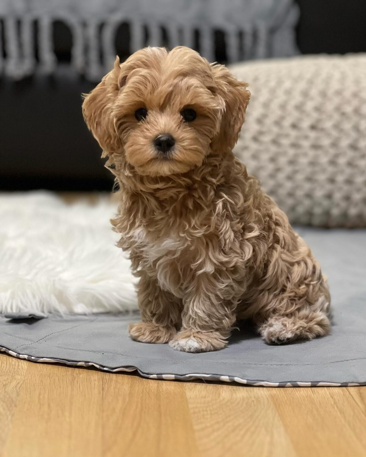 Teacup Maltipoo For Sale Near Me