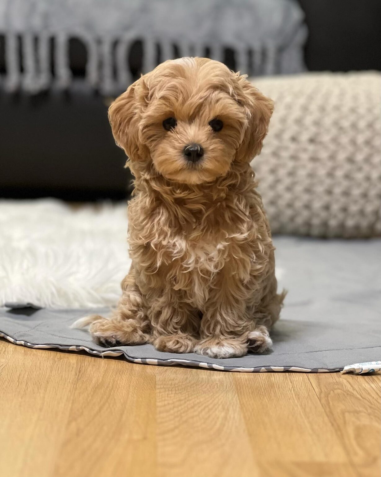 Teacup Maltipoo For Sale Near Me