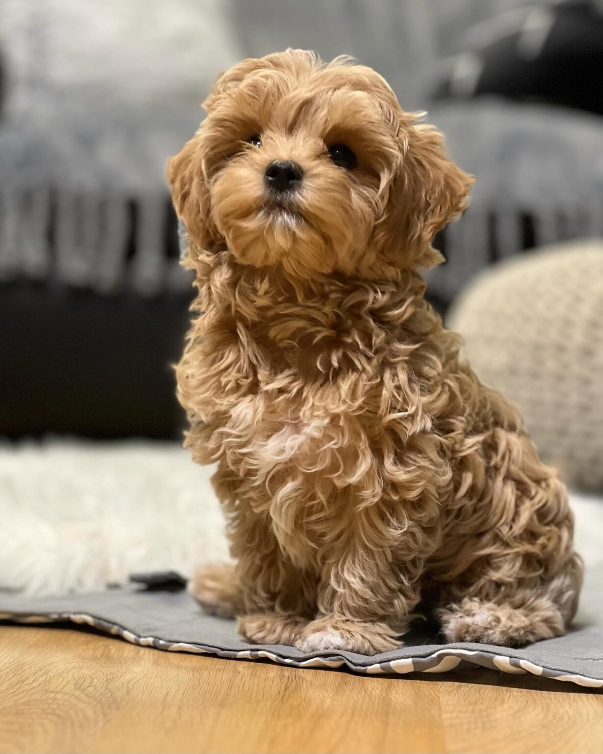 Teacup Maltipoo For Sale Near Me