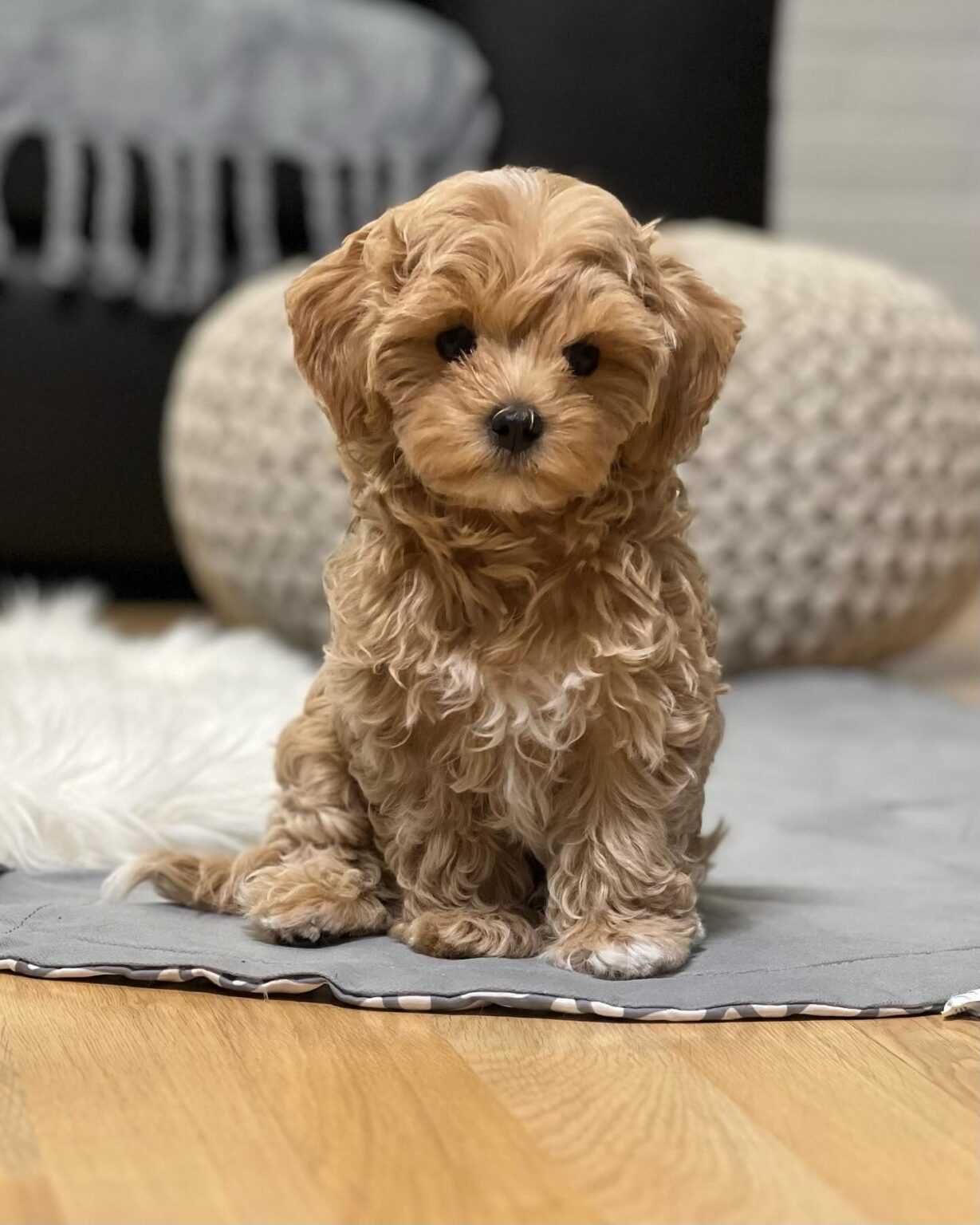 Teacup Maltipoo For Sale Near Me