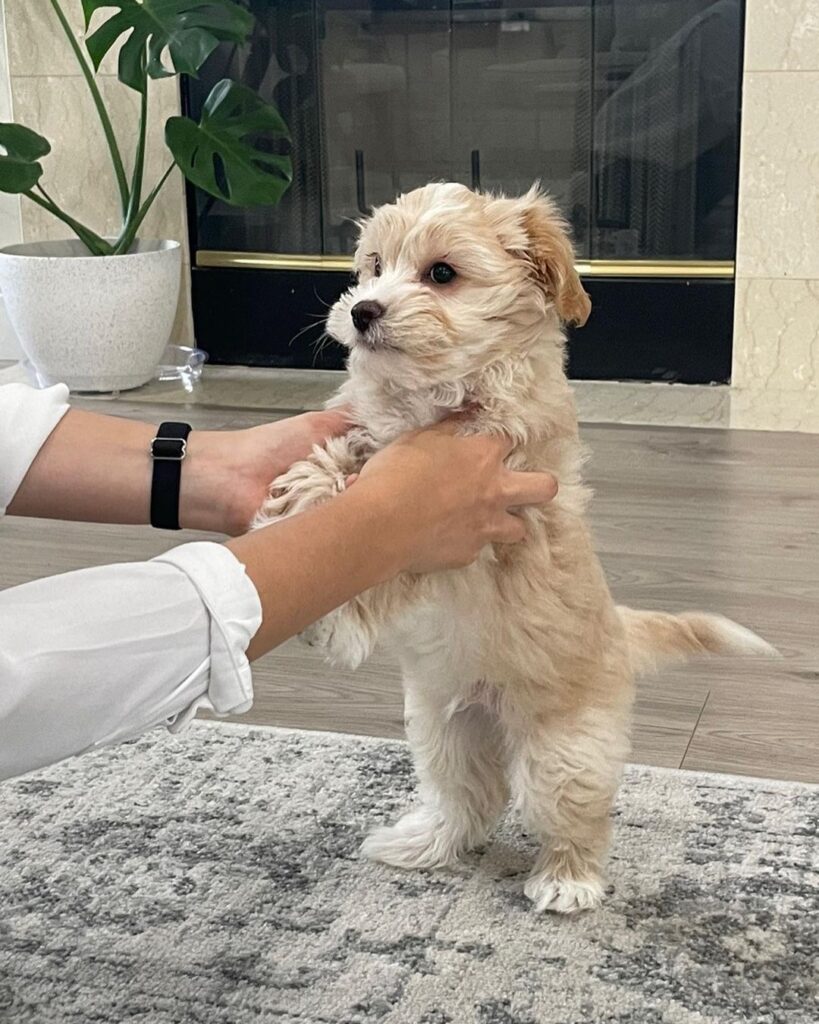 Teacup Maltipoo For Sale Near Me