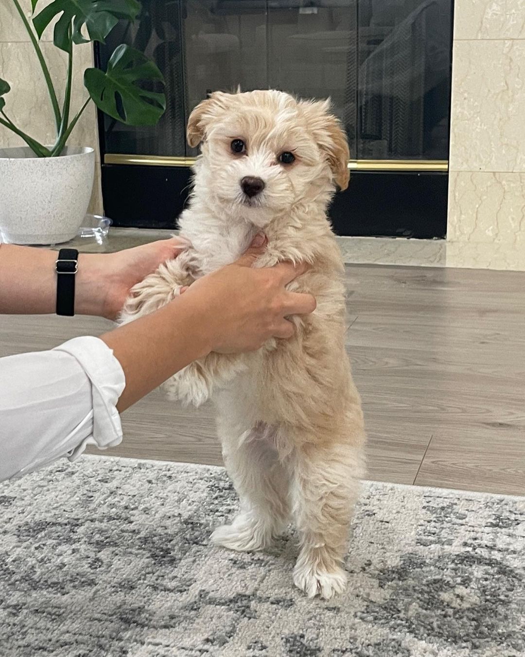 Maltipoo For Sale