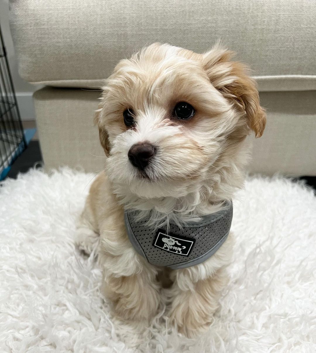 Maltipoo For Sale