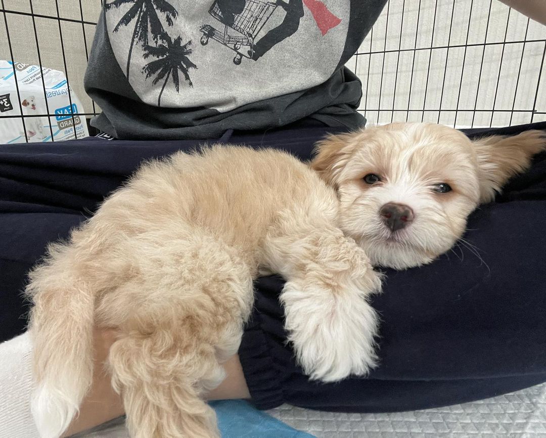 Maltipoo For Sale