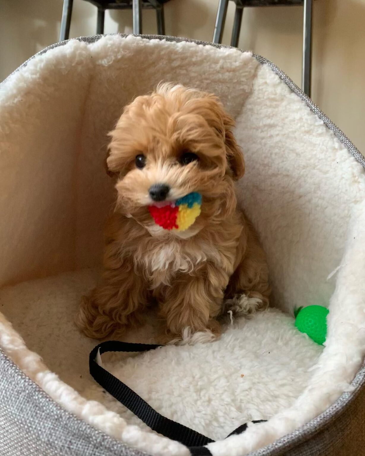 Teacup Maltipoo Puppies For Sale