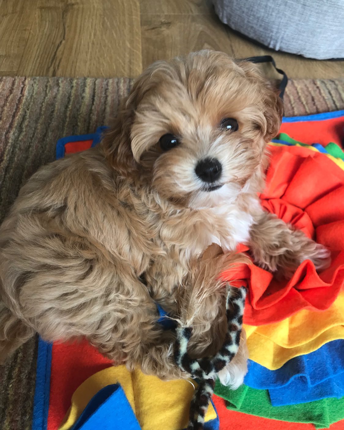 Teacup Maltipoo Puppies For Sale