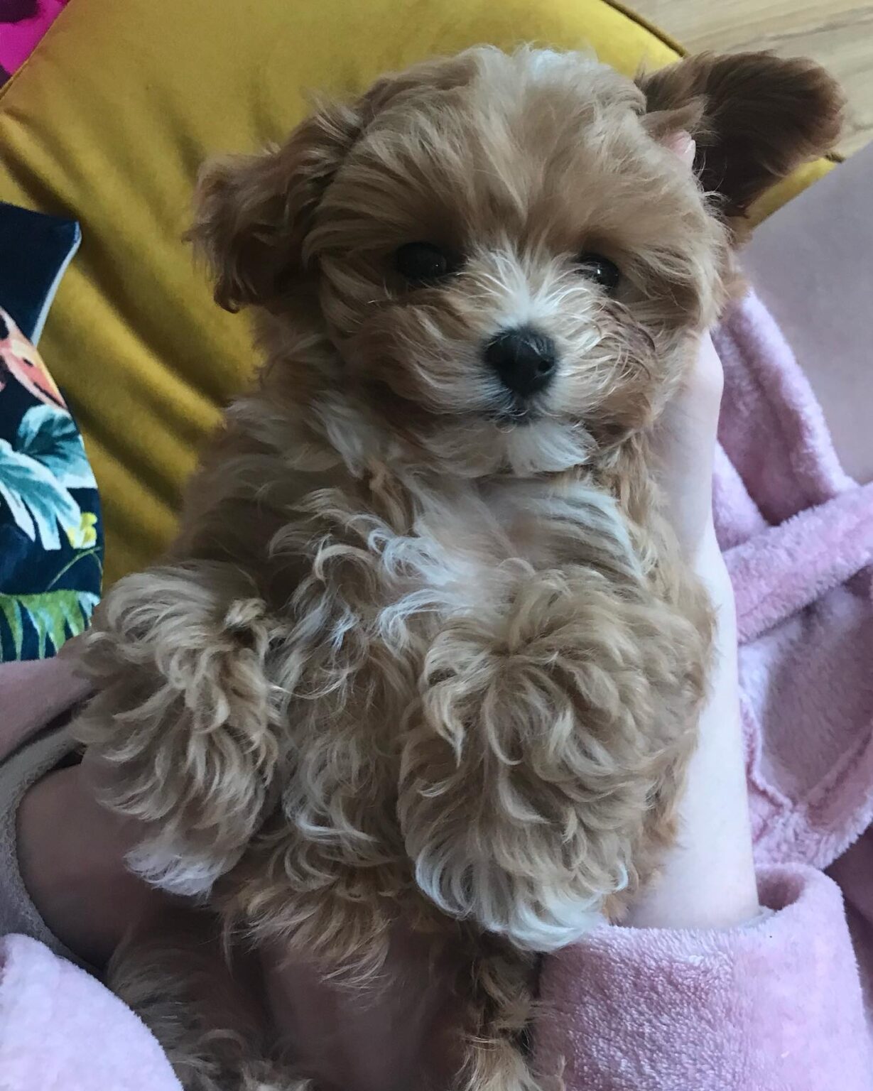 Teacup Maltipoo Puppies For Sale