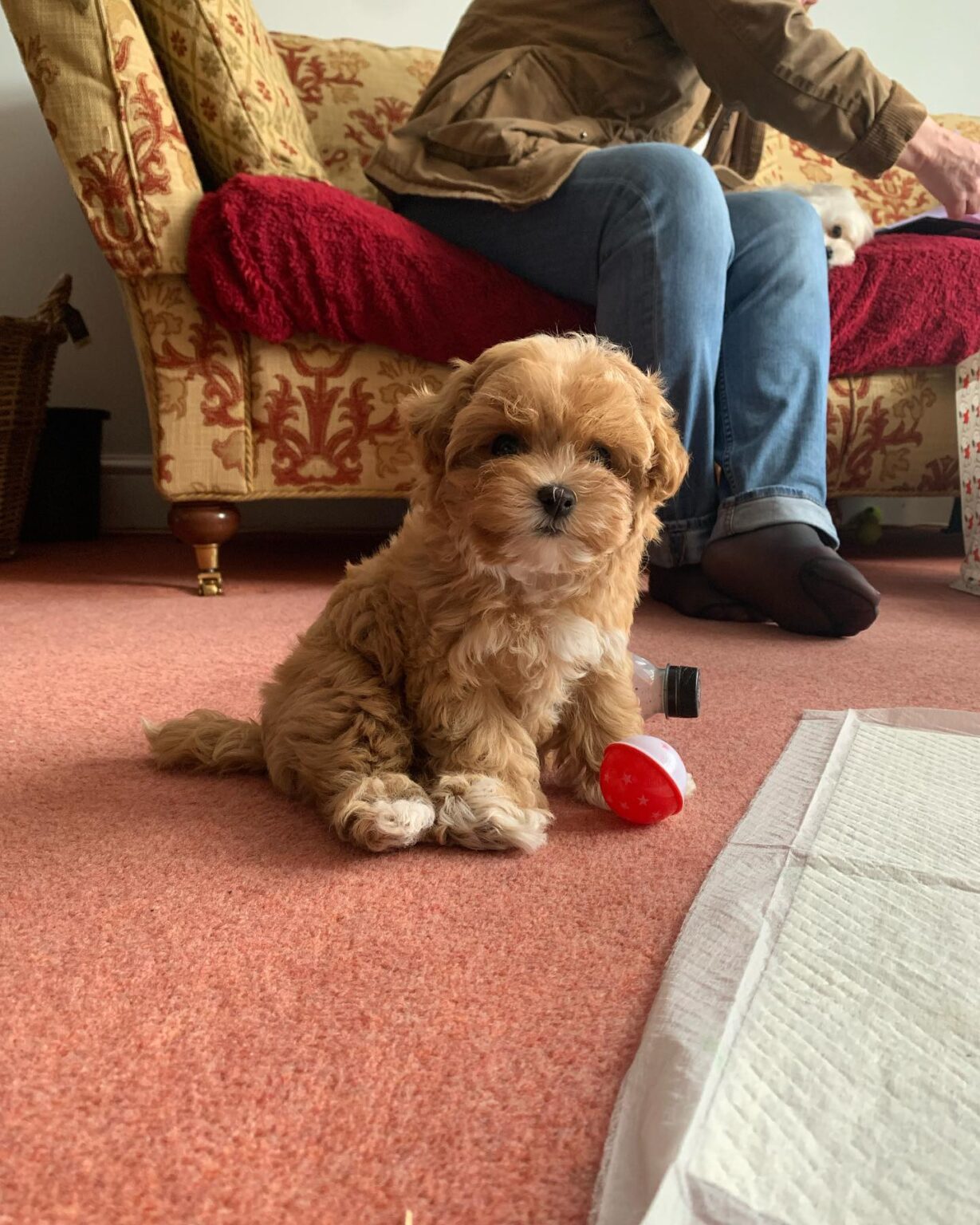 Teacup Maltipoo Puppies For Sale