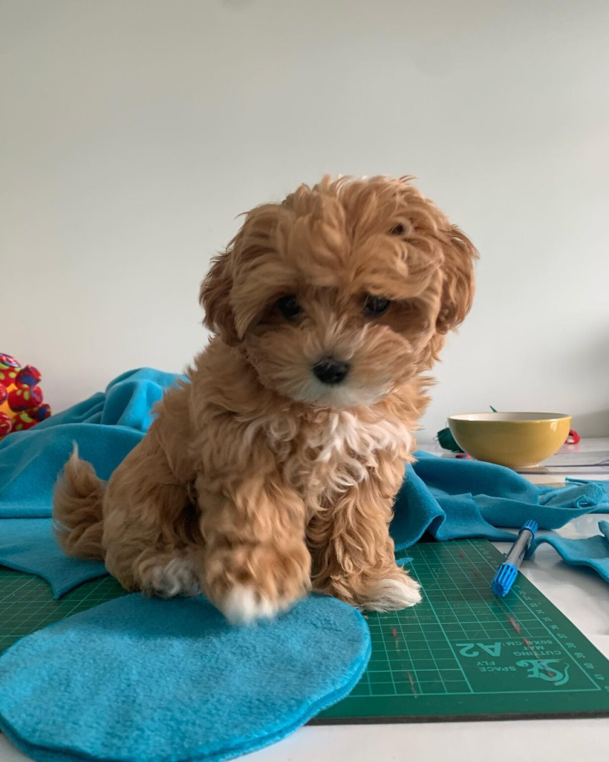 Teacup Maltipoo Puppies For Sale