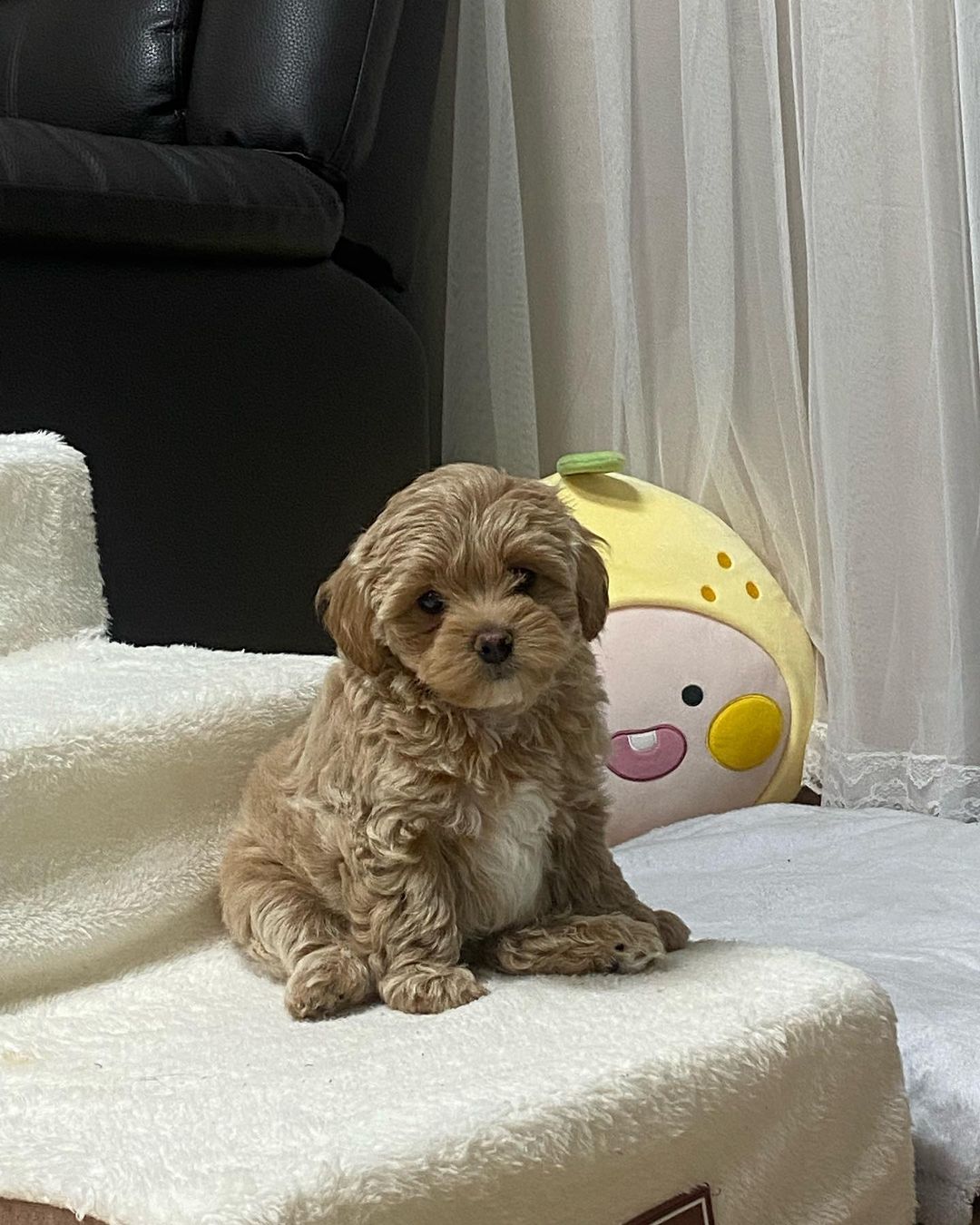 Teacup Maltipoo Puppy For Sale Near Me