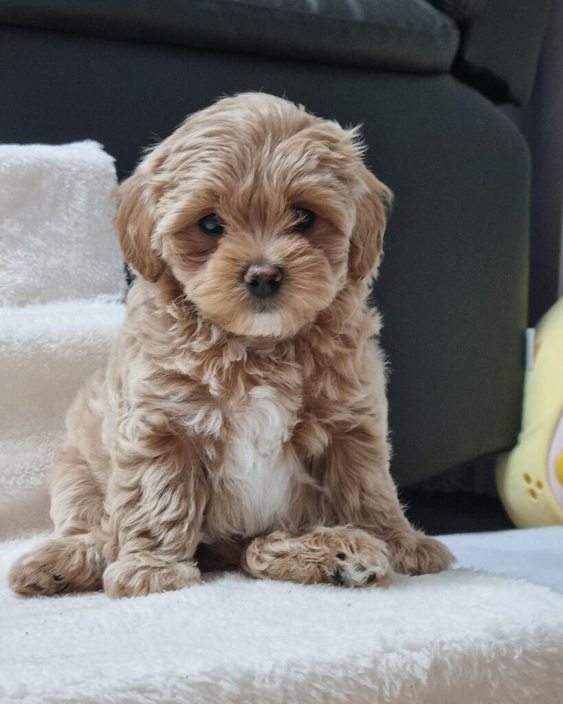 Full Grown Teacup Maltipoo For Sale