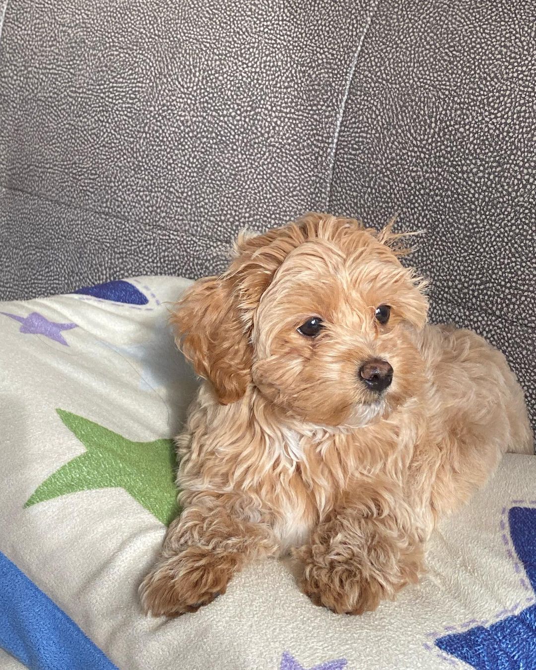 Teacup Maltipoo Puppy For Sale Near Me