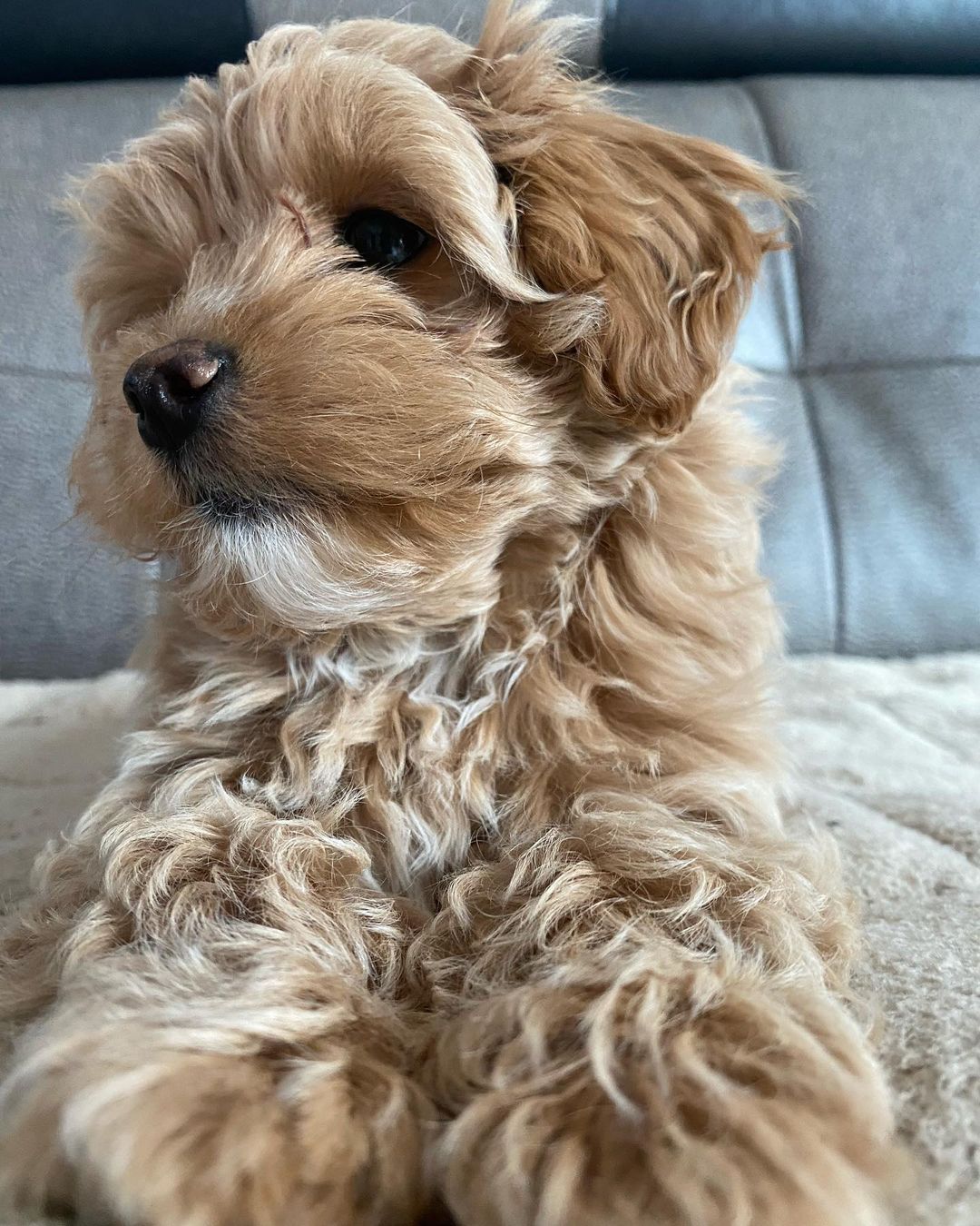 Teacup Maltipoo Puppy For Sale Near Me