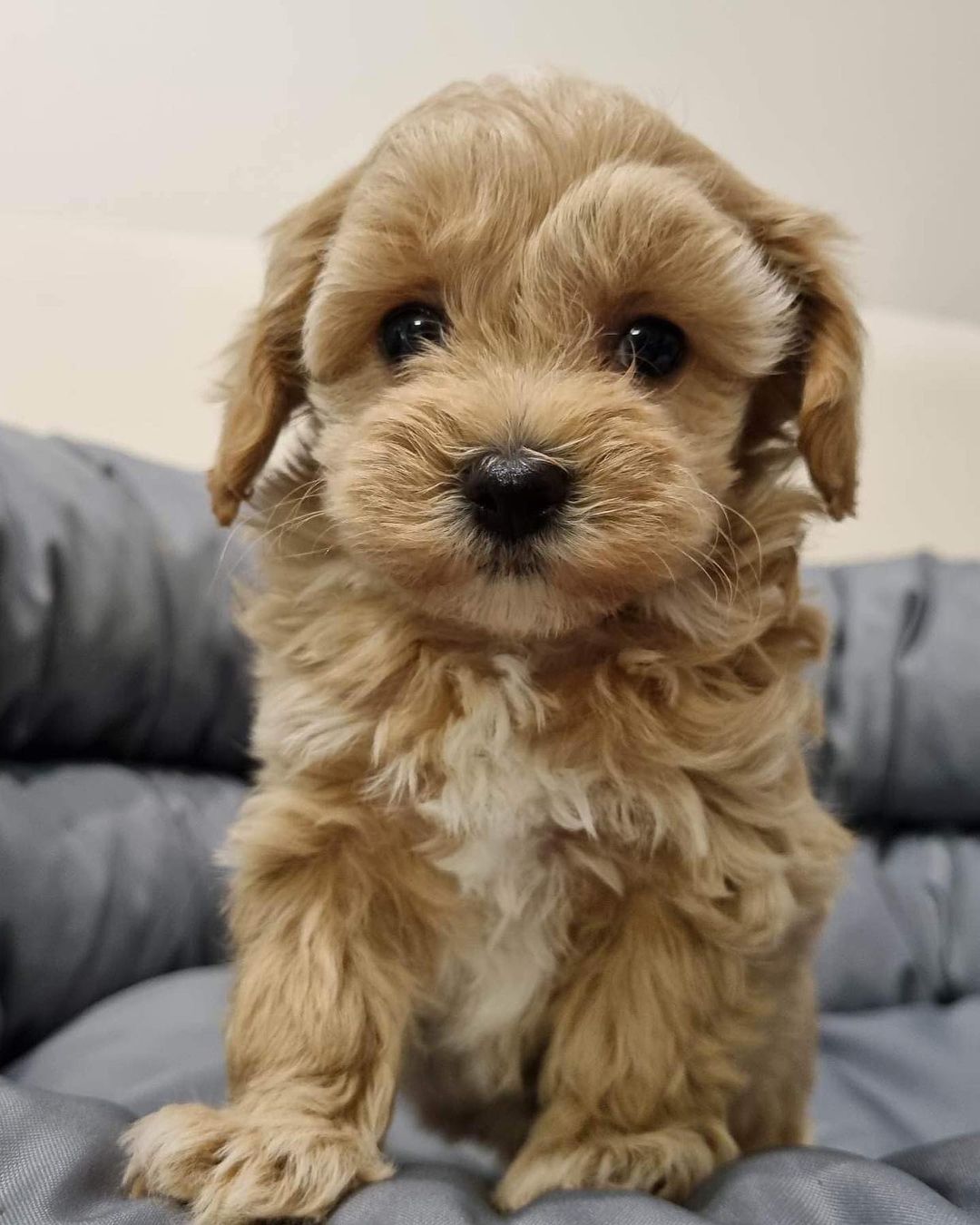 Teacup Maltipoo Puppy For Sale