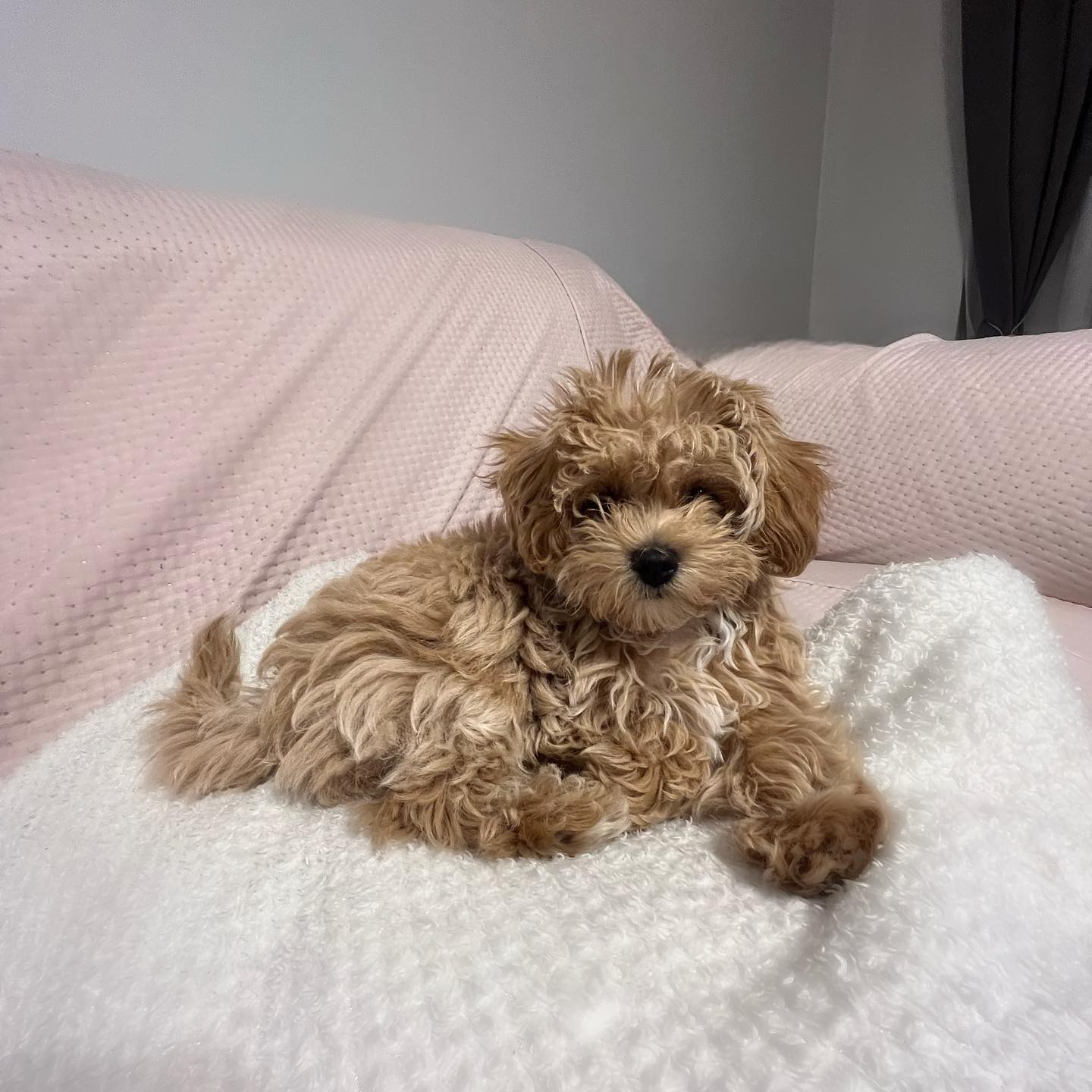 Teacup Maltipoo Puppy For Sale Near Me