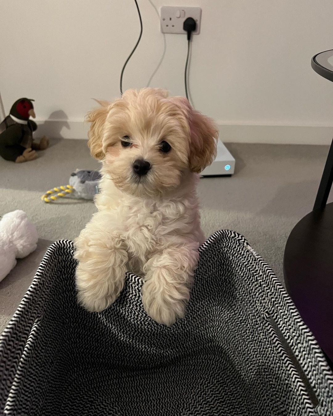 Maltipoo Puppies for Sale Near Me