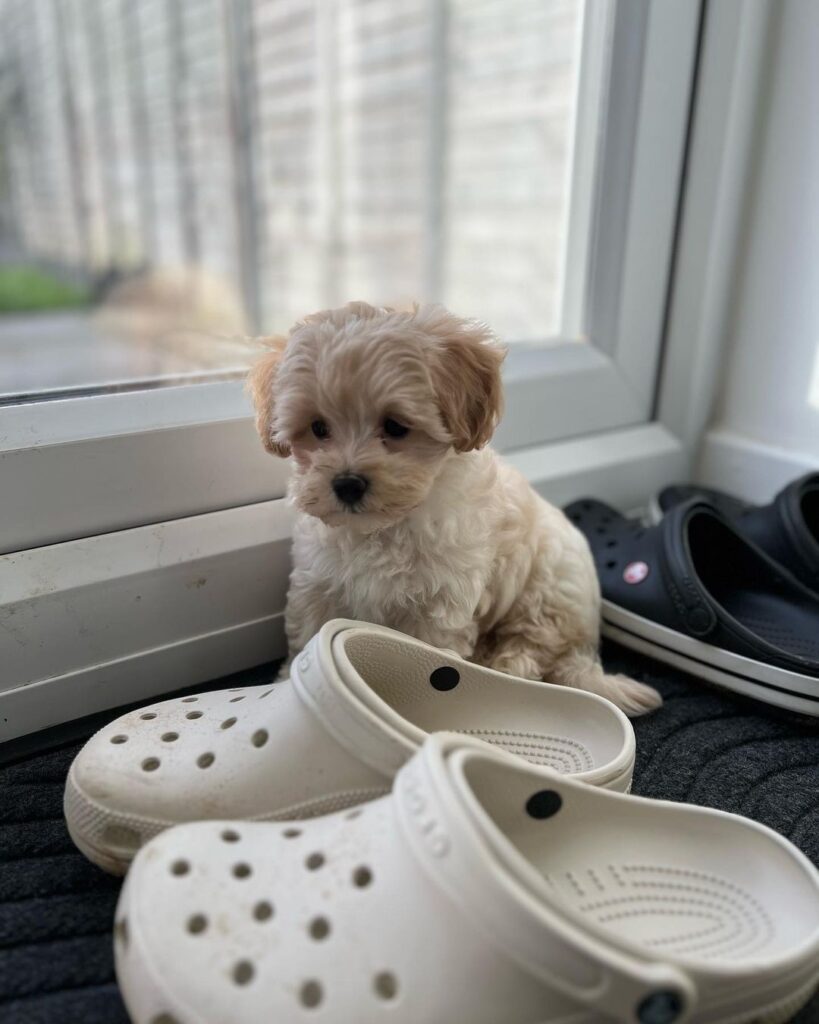 Teacup Maltipoo Puppy For Sale