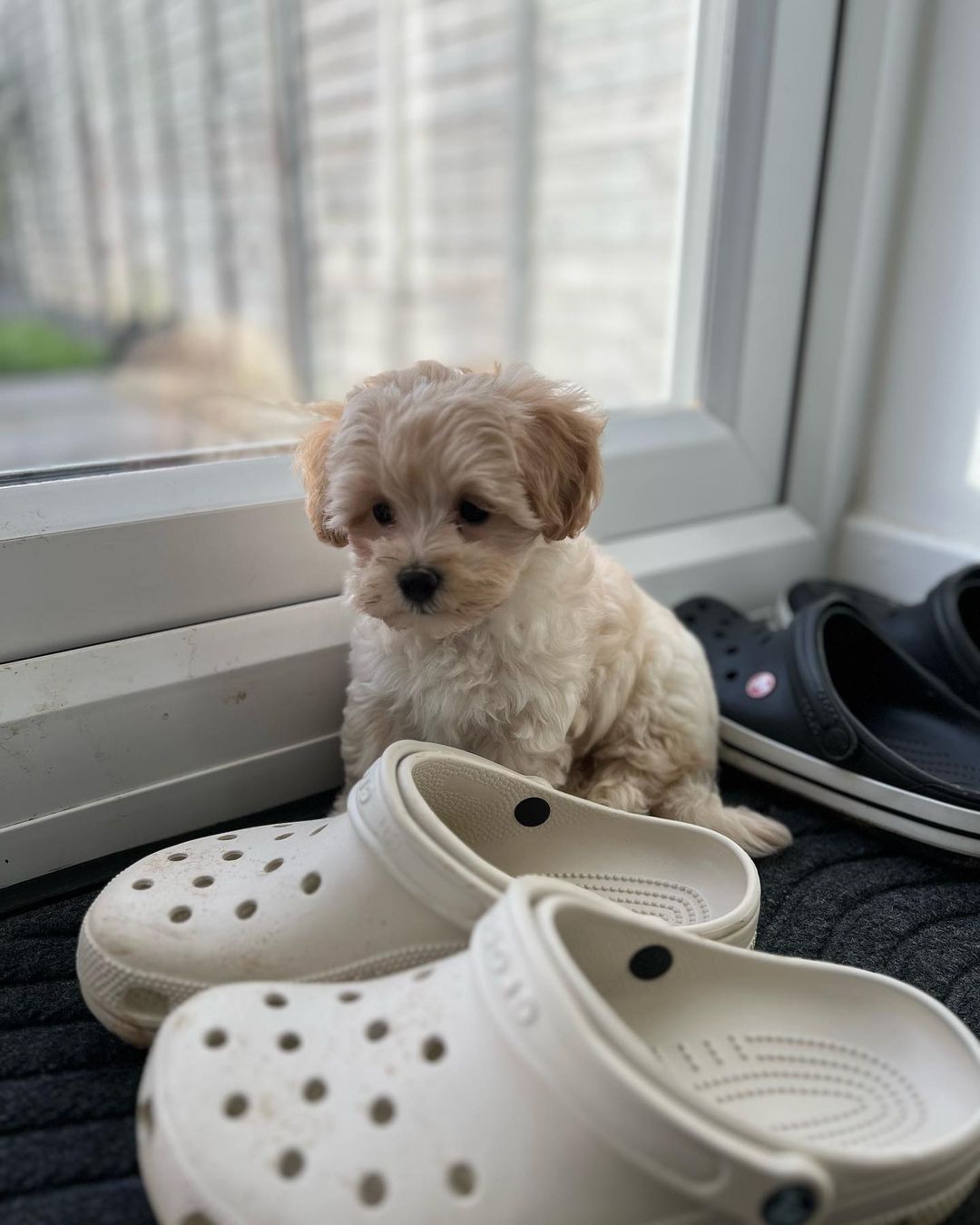 Maltipoo Puppies for Sale Near Me