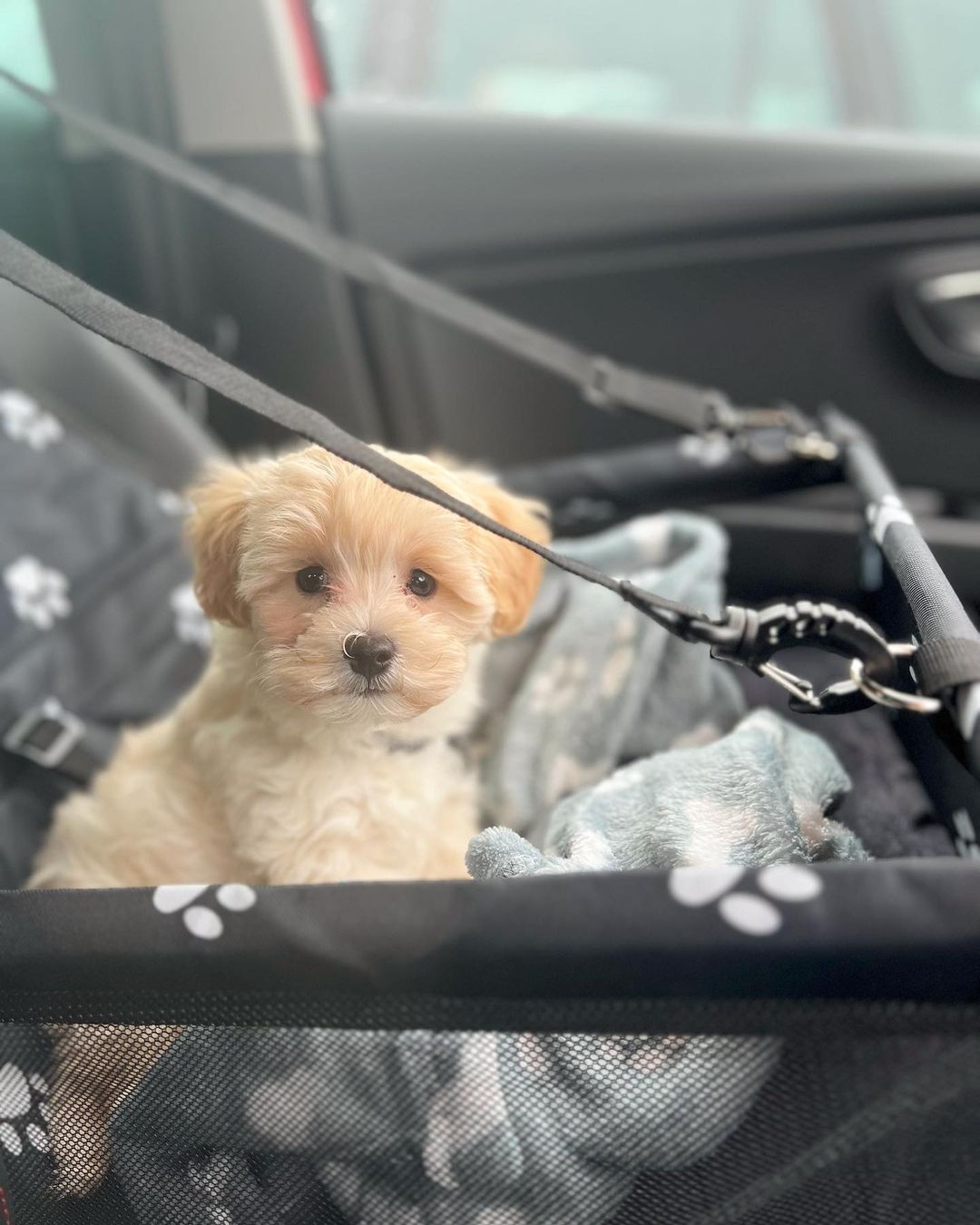 Maltipoo Puppies for Sale Near Me