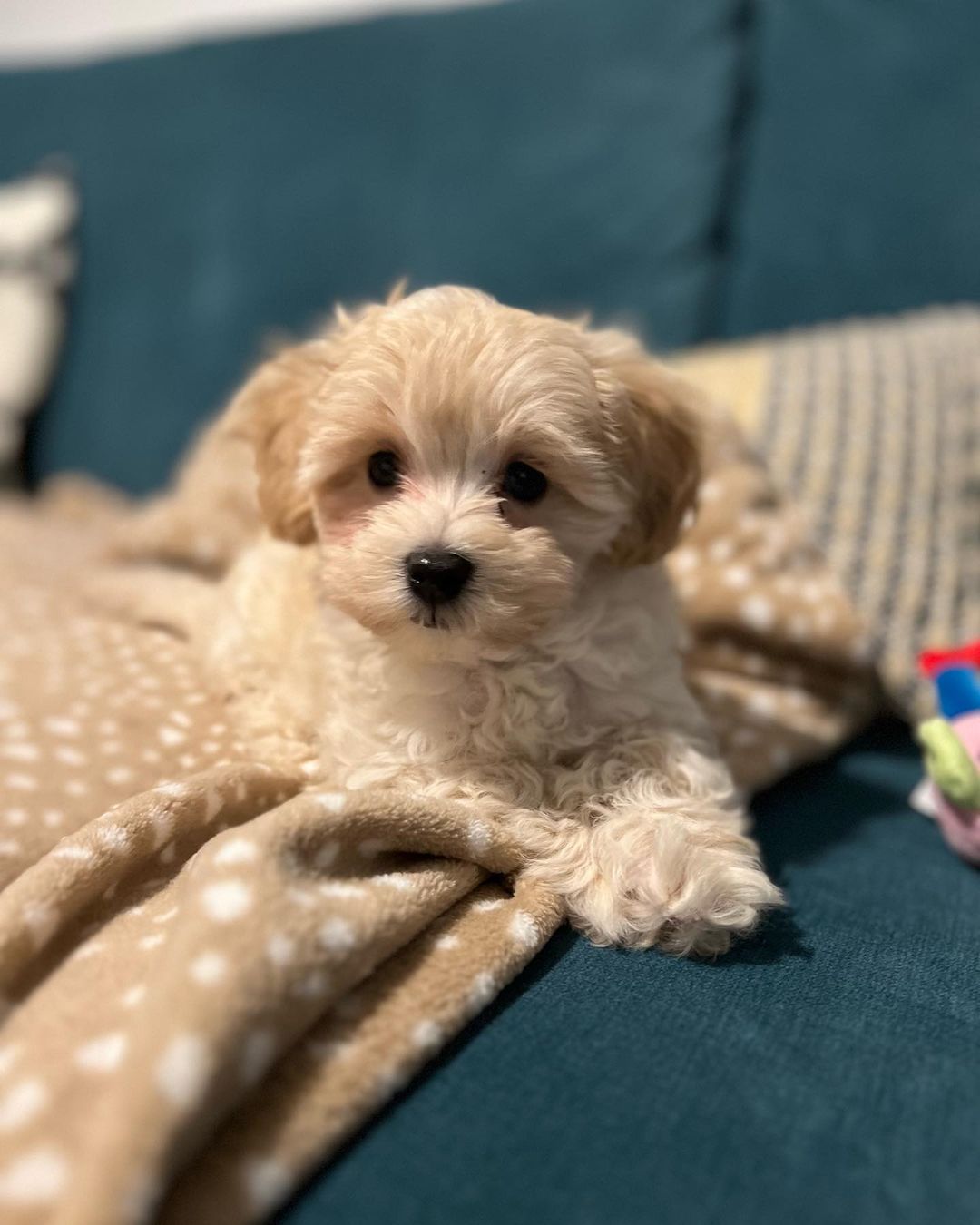 Maltipoo Puppies for Sale Near Me