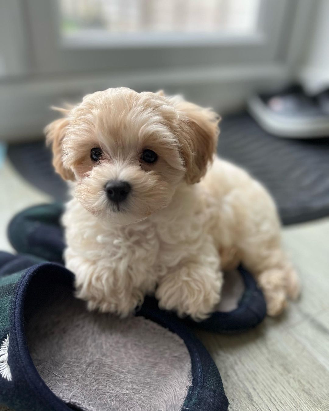 Maltipoo Puppies for Sale Near Me