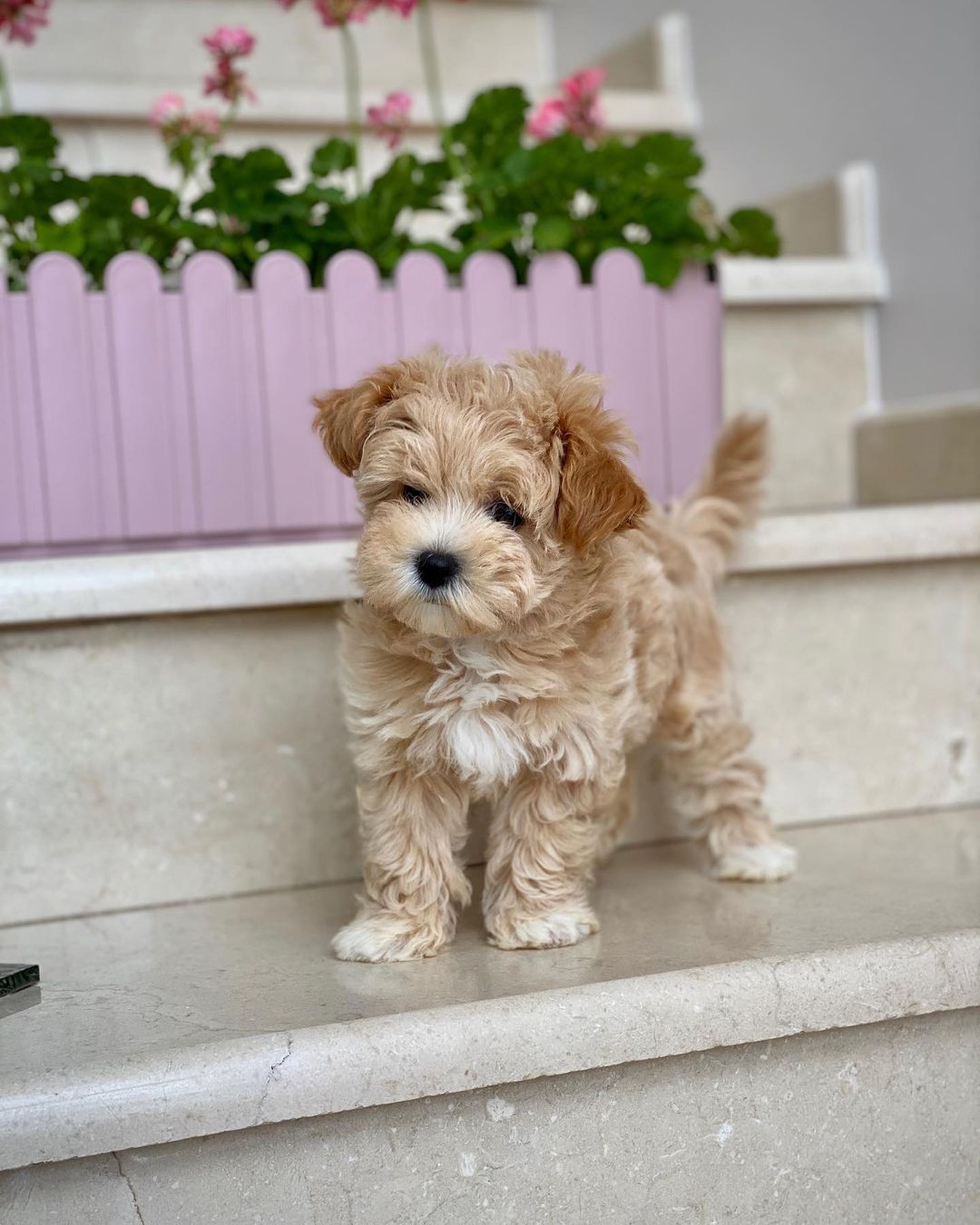 Teacup Maltipoo Puppies For Sale