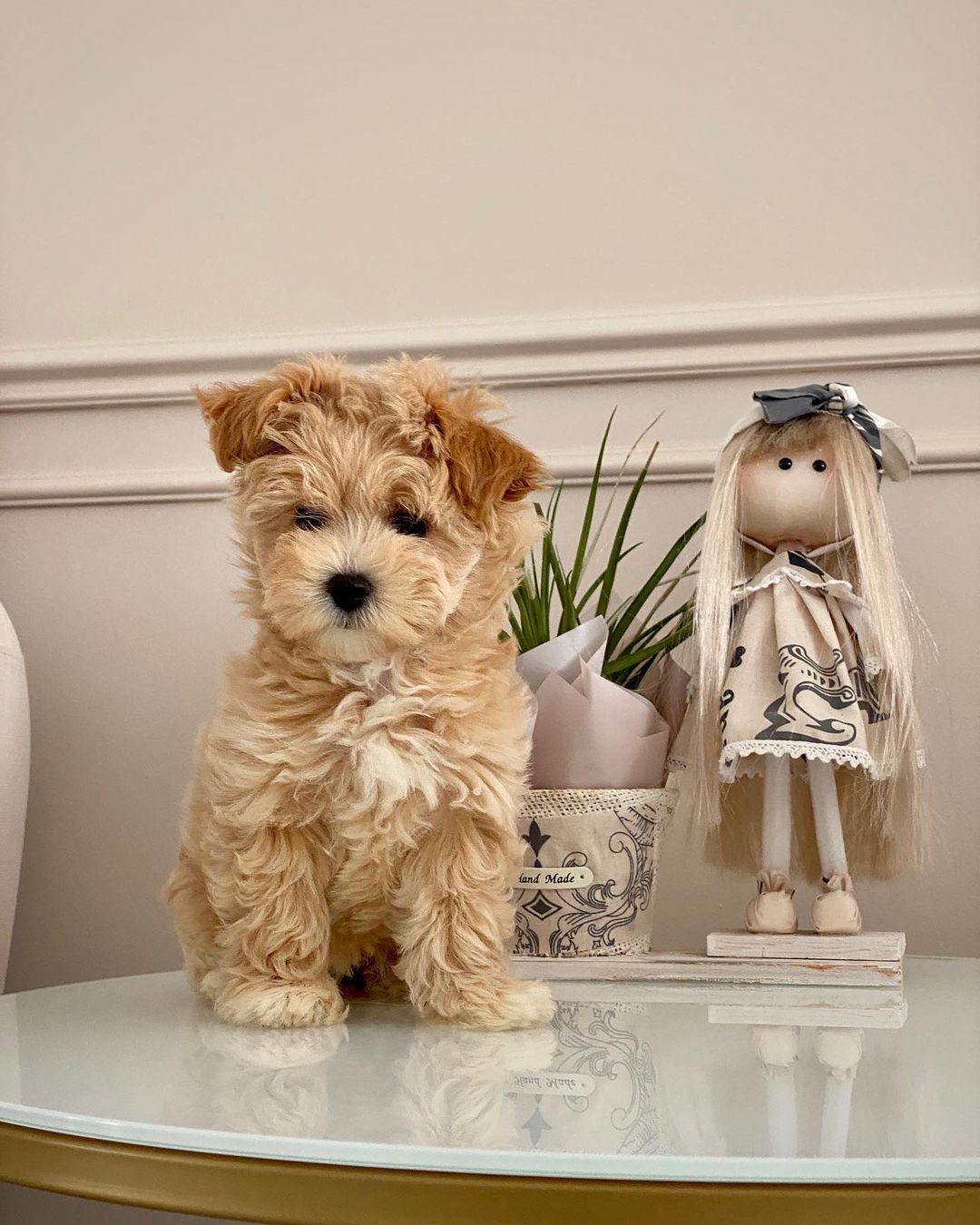 Teacup Maltipoo Puppies For Sale