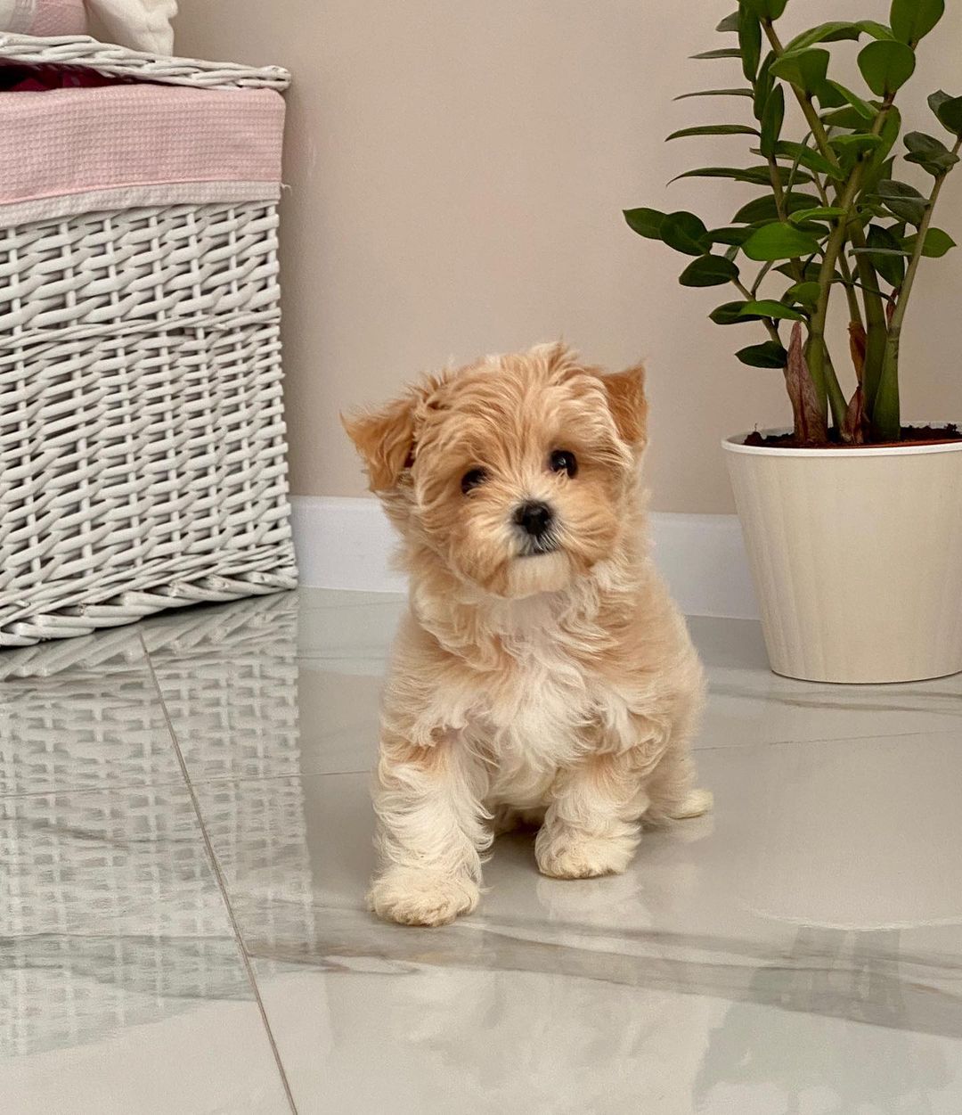 Teacup Maltipoo Puppies For Sale