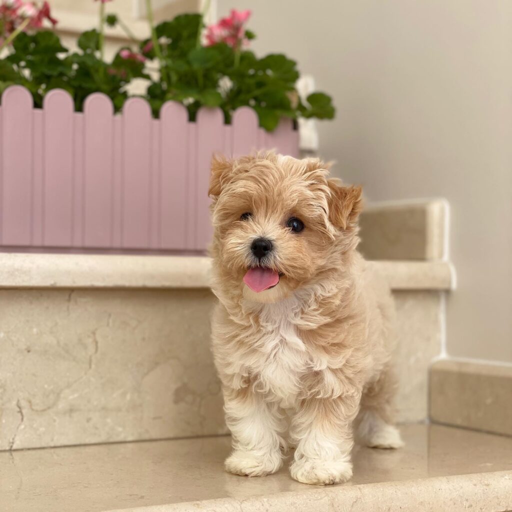 Maltipoo Puppies For Sale Near Me