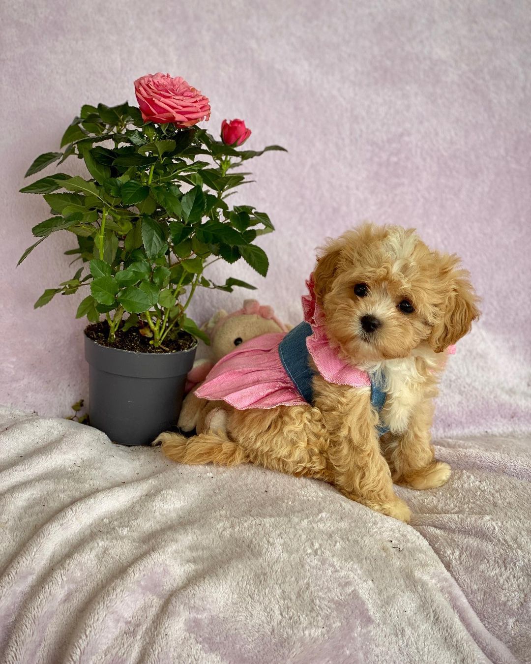 Micro Teacup Maltipoo For Sale​
