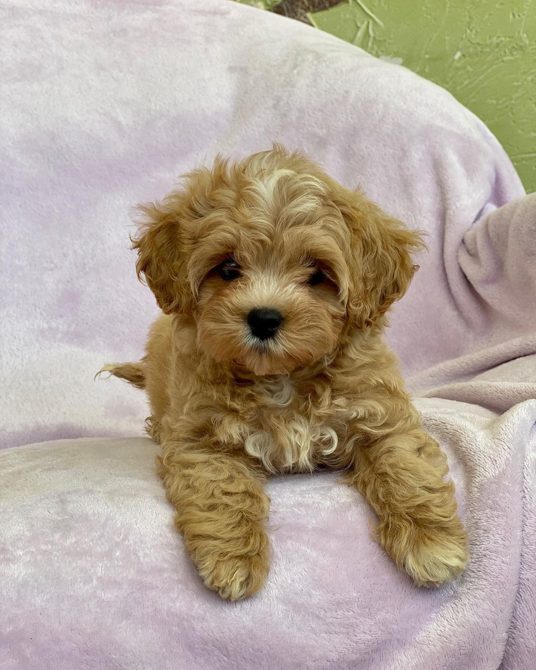 Micro Teacup Maltipoo For Sale​