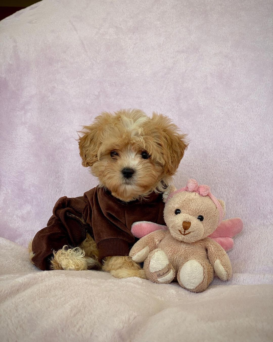Micro Teacup Maltipoo For Sale​