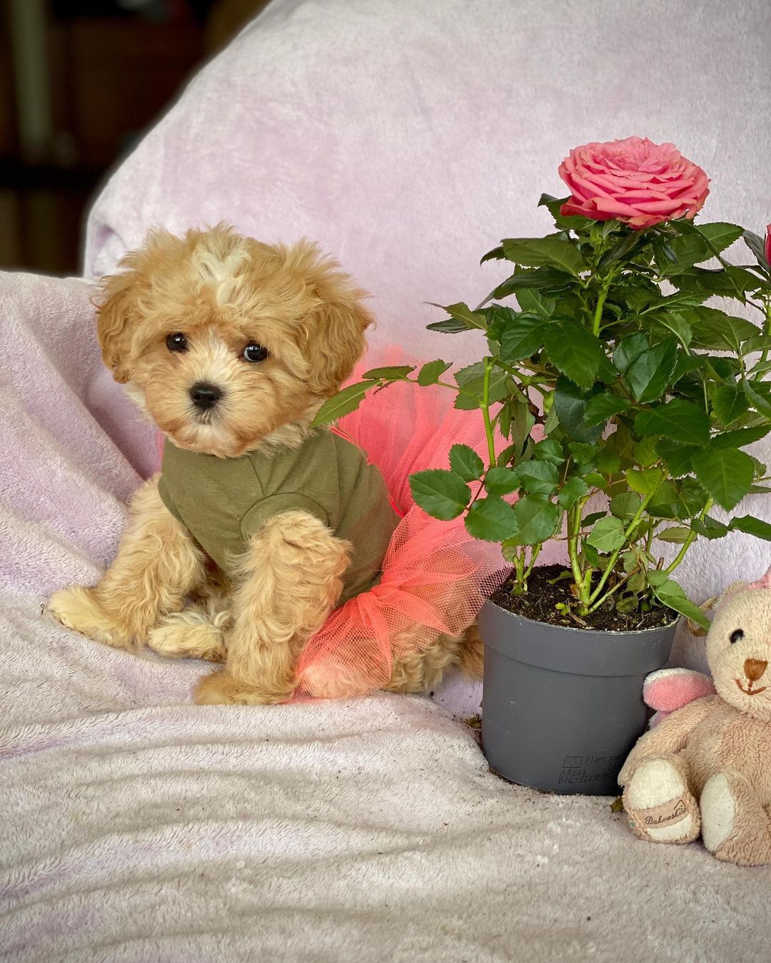 Micro Teacup Maltipoo For Sale​