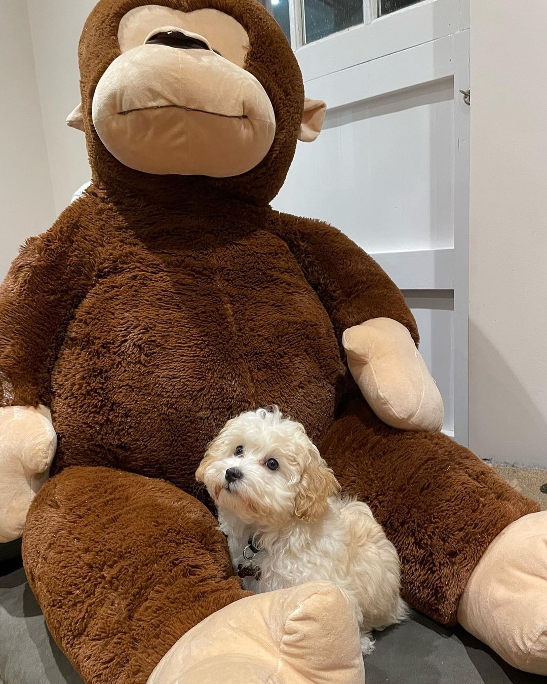 Teacup Maltipoo For Sale