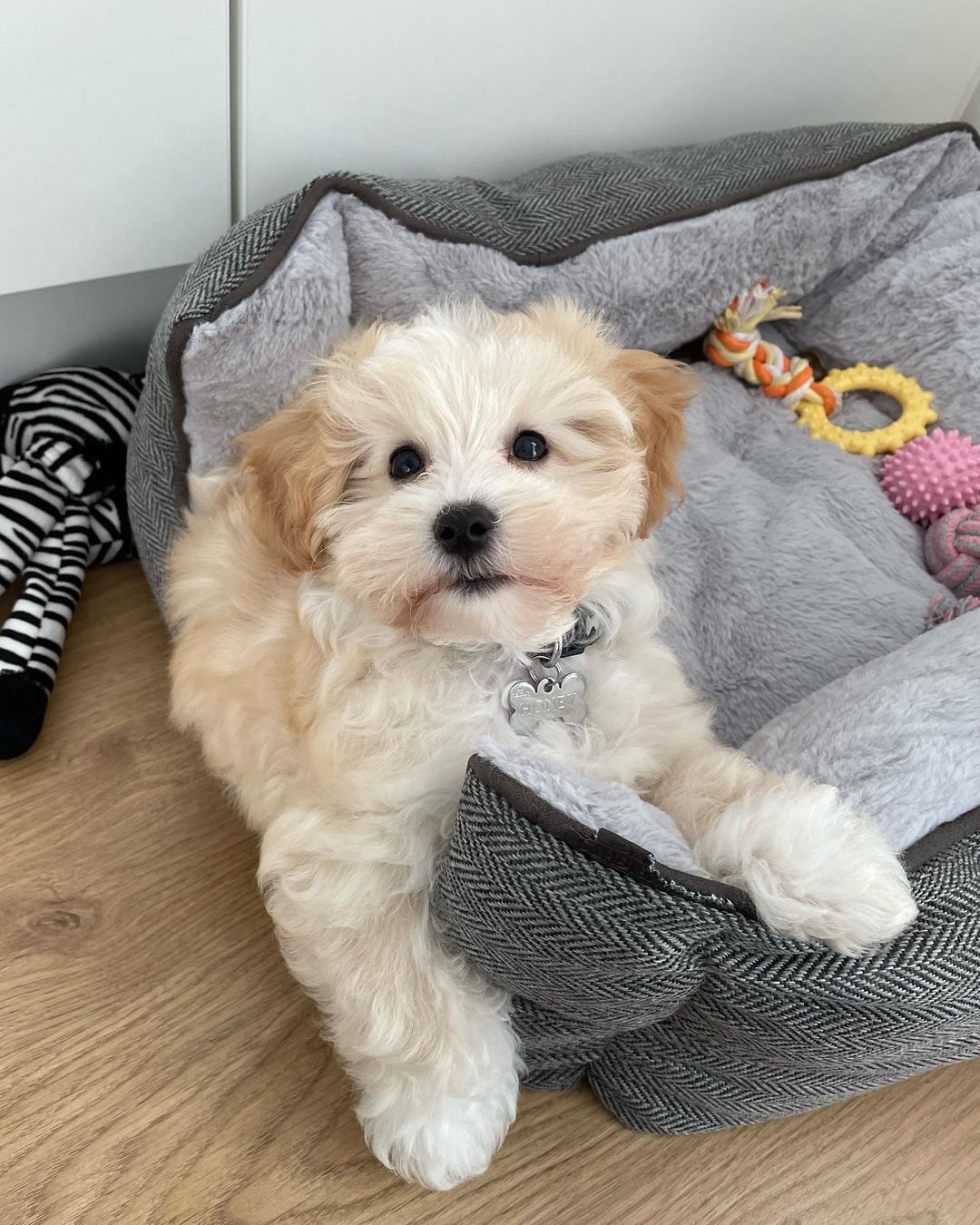 Teacup Maltipoo For Sale