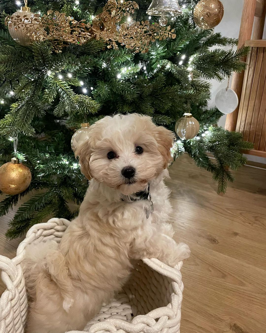 Teacup Maltipoo For Sale
