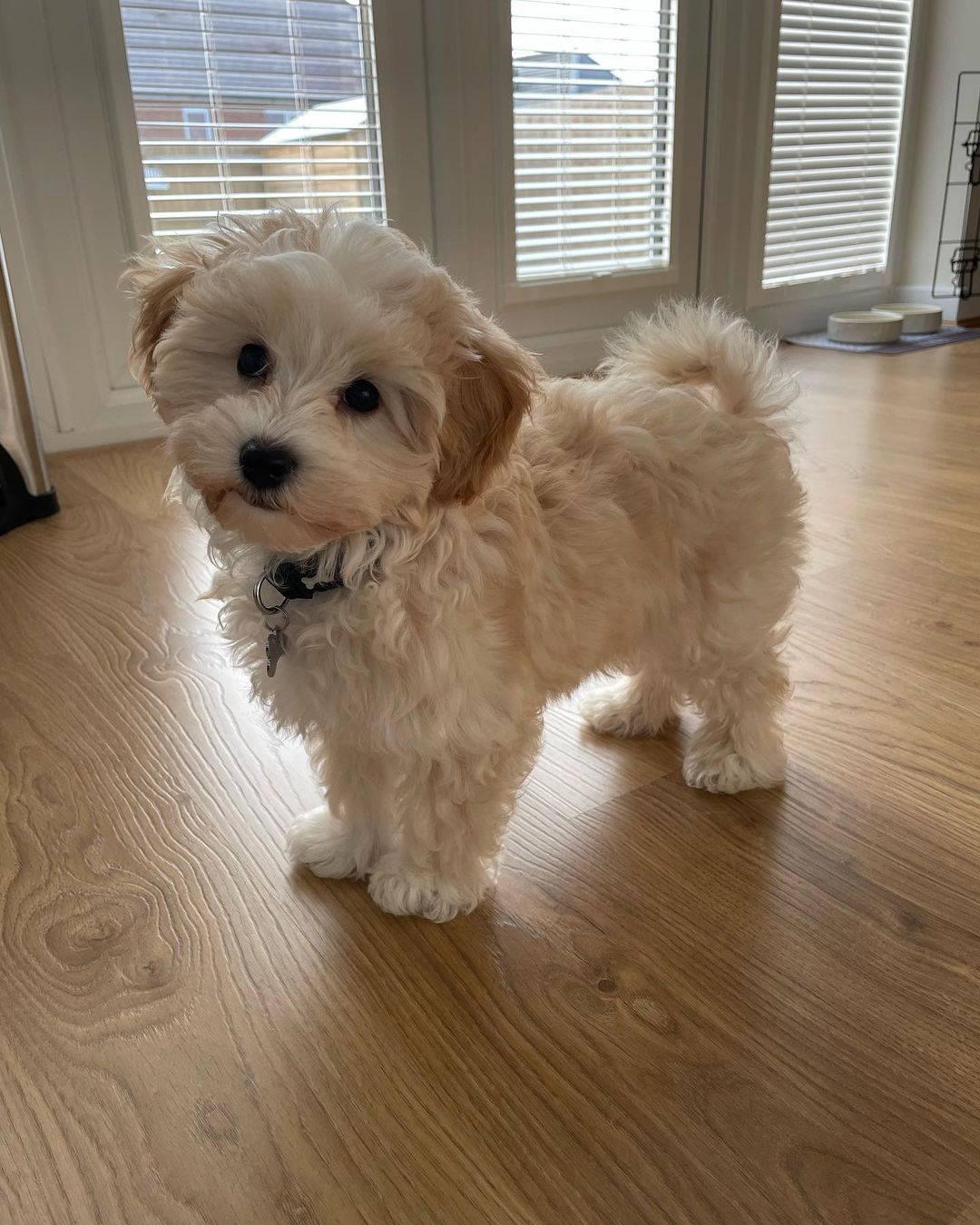 Teacup Maltipoo For Sale