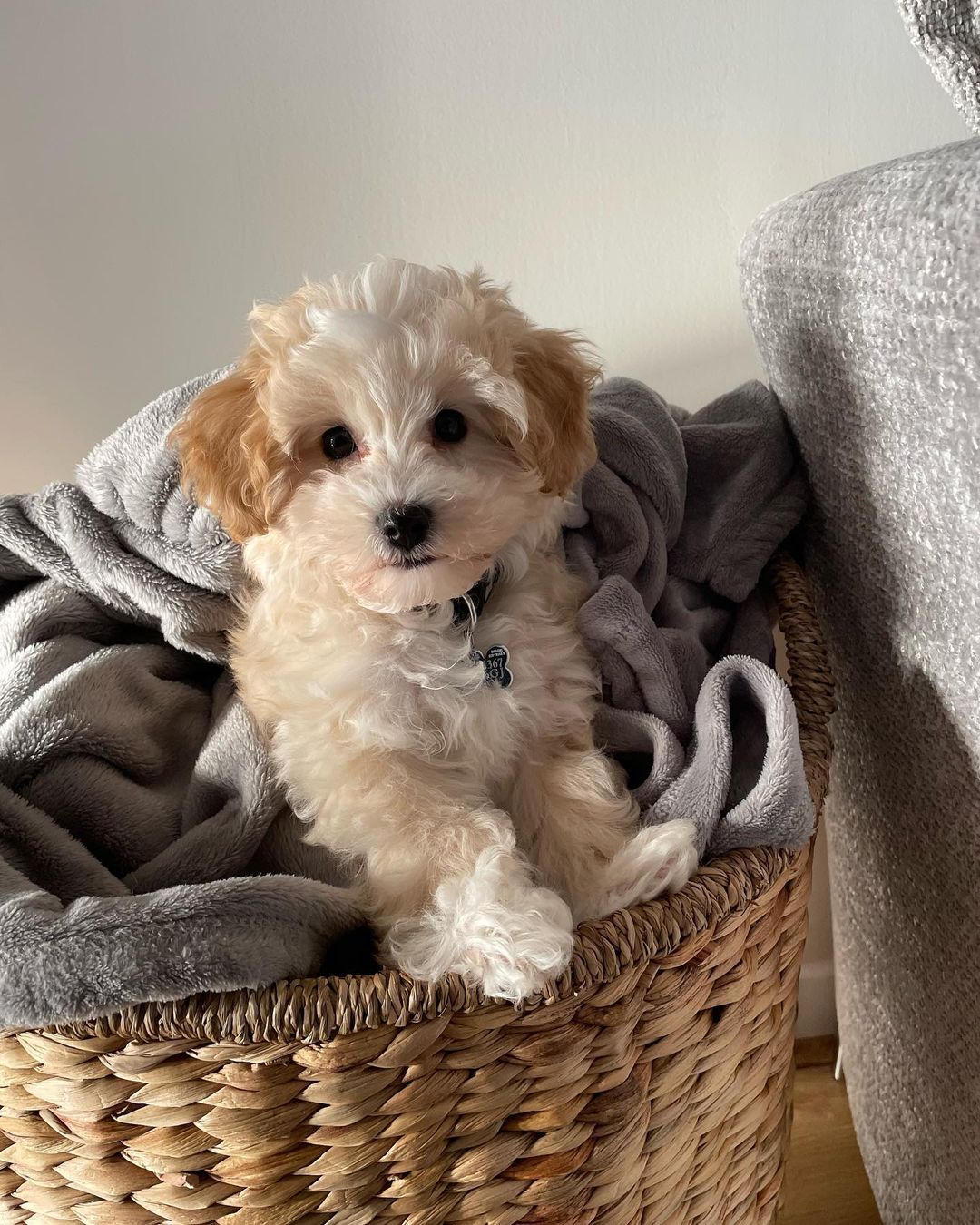 Teacup Maltipoo For Sale