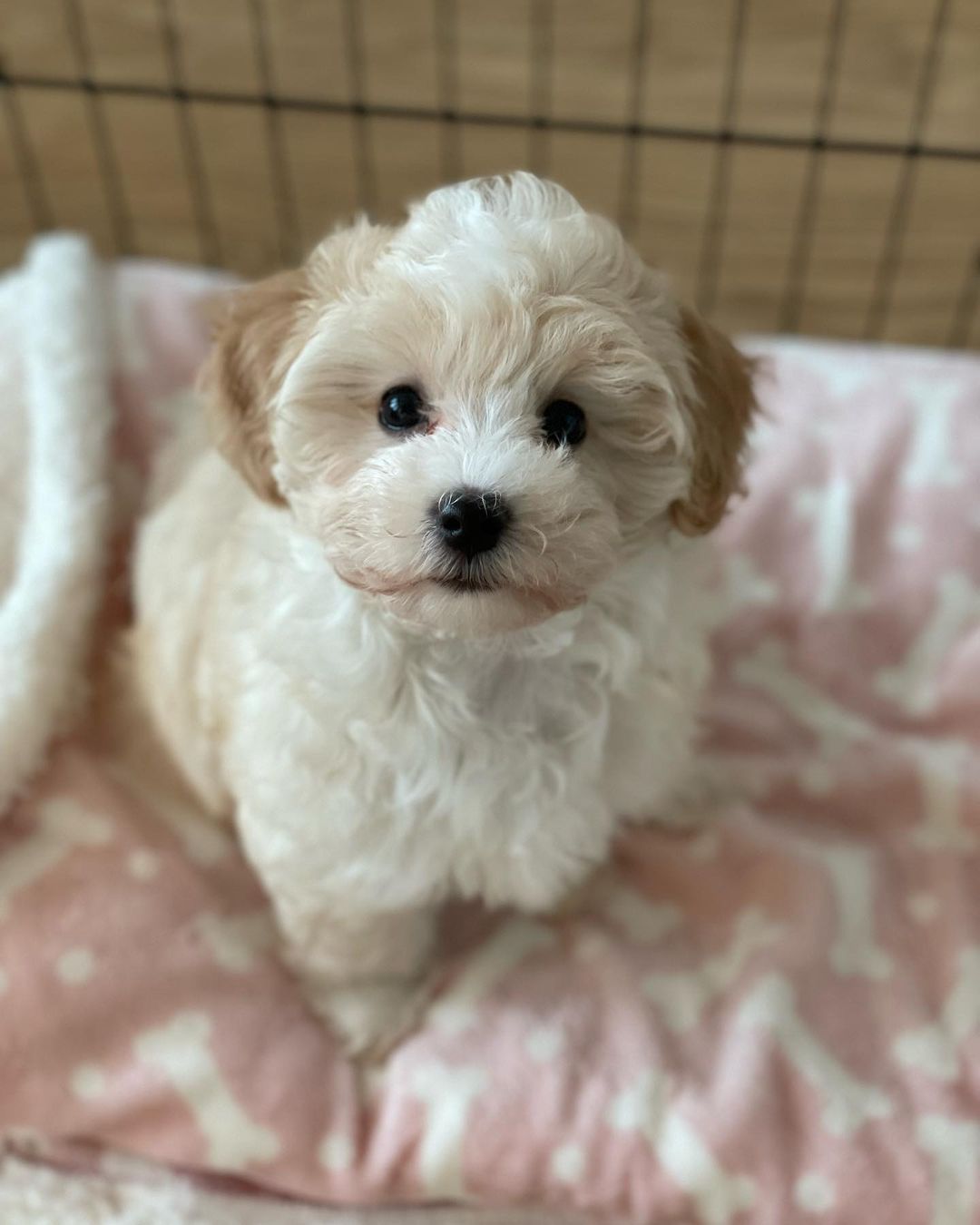 Teacup Maltipoo For Sale