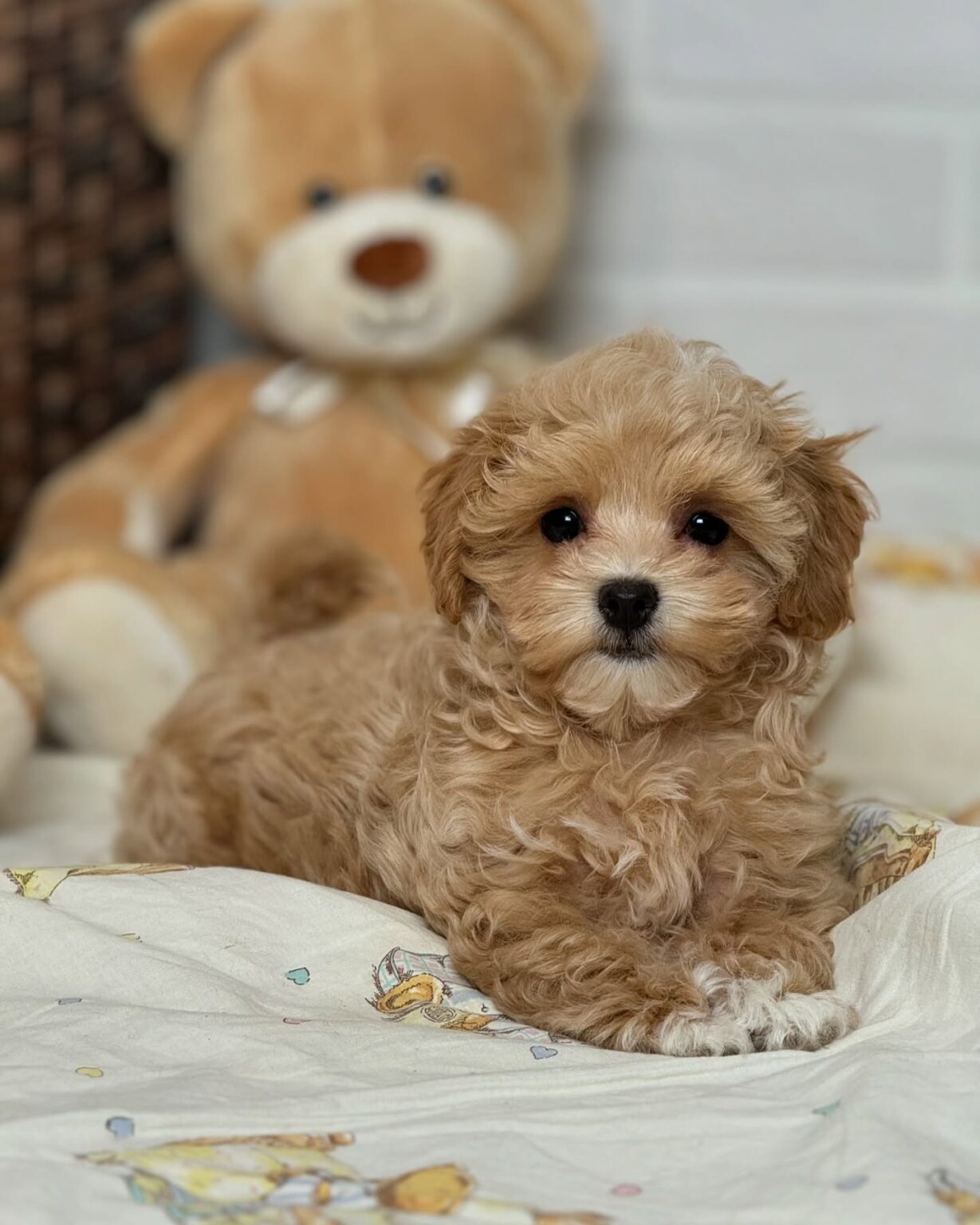 Maltipoo For Sale