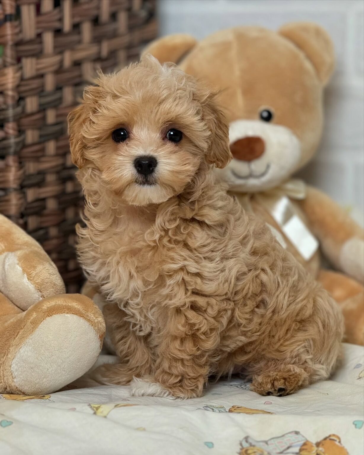 Maltipoo For Sale
