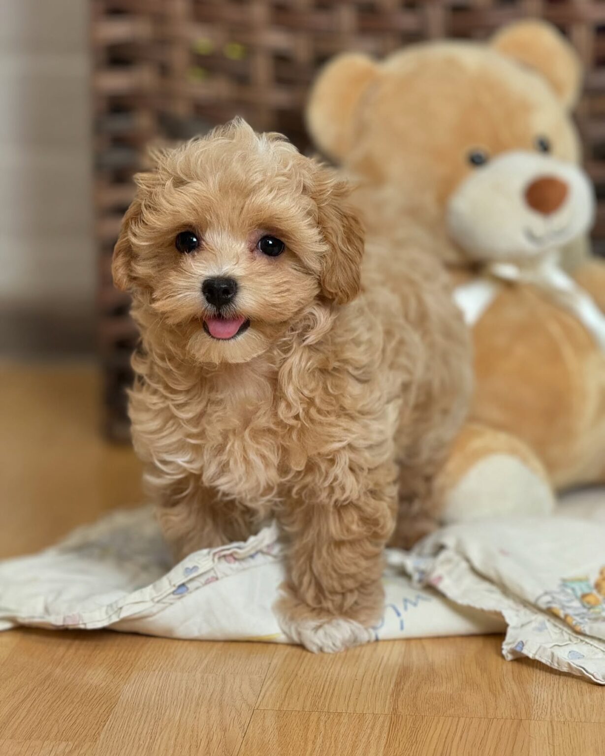 Maltipoo For Sale