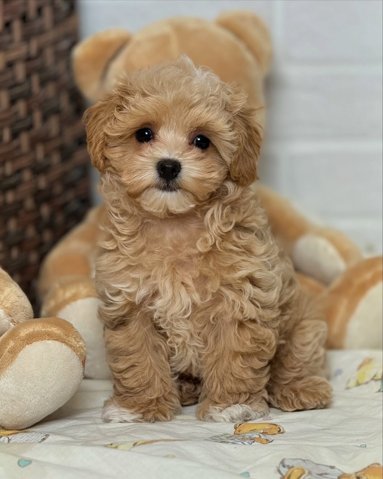 Maltipoo For Sale